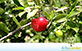 Sementes de Acerola (Malpighia emarginata DC.)