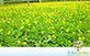 Sementes de Amendoim Forrageiro (Arachis pintoi cv Amarillo MG-100)