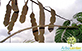 Sementes de Angico do Cerrado (Anadenanthera falcata (Benth.) Speg.)
