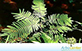 Sementes de Angico do Morro (Anadenanthera peregrina (L.) Speg.)