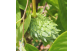 Fruto de Biribá