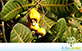 Sementes de Caju-Amarelo  (Anacardium occidentale L.)