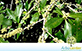 Sementes de Capororoca Vermelha (Rapanea ferruginea (Ruiz & Pav) Mez)