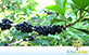 Sementes de Capororoca Vermelha (Rapanea ferruginea (Ruiz & Pav) Mez)