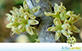 Sementes de Capororoca Vermelha (Rapanea ferruginea (Ruiz & Pav) Mez)