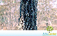 Sementes de Carvão-Branco (Callisthene fasciculata (Spreng.) Mart)