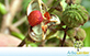 Sementes de Catiguá (Trichilia hirta L .)