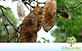 Sementes de Caviúna-do-Cerrado (Dalbergia miscolobium Benth.)