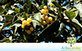 Sementes de Chá de Bugre (Cordia sellowiana)