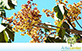 Sementes de Chichá do Cerrado (Sterculia striata A. St.-Hil. e Naudin)