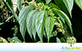 Sementes de Crindiúva - Pau Pólvora (Trema micrantha (L.) Blume)