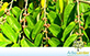 Sementes de Crindiúva - Pau Pólvora (Trema micrantha (L.) Blume)