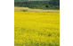 Florada em campo de crotalária juncea