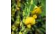 Flor de Crotalária Juncea