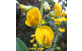 Conjunto de flores crotalária juncea