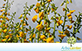 Crotalária Spectabilis (Crotalaria spectabilis Roth)