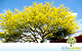 Sementes de Espinho de Jerusalém (Parkinsonia aculeata L.)
