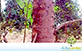 Sementes de Eucalipto Cloeziana  (Eucalyptus cloeziana)