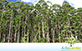 Sementes de Eucalipto Grandis  (Eucalyptus grandis)