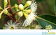 Sementes de Eucalipto Grandis  (Eucalyptus grandis)
