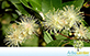 Sementes de Figueira Mata-Pau  (Ficus luschnathiana) (Miq.) Miq