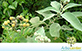 Sementes de Fumo Bravo  (Solanum mauritianum Scop.)