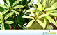 Sementes de Guajuvira (Patagonula americana L.)