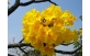 IPÊ AMARELO DA SERRA Tabebuia alba (Cham.) Sandwith