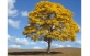 IPÊ AMARELO DA SERRA Tabebuia alba (Cham.) Sandwith