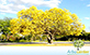 Sementes de Ipê Amarelo do Cerrado (Tabebuia Aurea (Silva Manso) Benth. e Hook. f. ex. S. Moore)