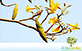 Sementes de Ipê Amarelo do Cerrado (Tabebuia Aurea (Silva Manso) Benth. e Hook. f. ex. S. Moore)