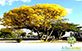 Sementes de Ipê Amarelo do Cerrado (Tabebuia Aurea (Silva Manso) Benth. e Hook. f. ex. S. Moore)