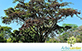 Sementes de Jacarandá da Bahia (Dalbergia nigra (Vell.) Fr. All. ex Benth)