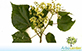 Sementes de Jangada Brava  (Heliocarpus americanus L.)