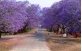 Jacarandá mimoso