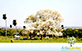 Sementes de Louro Branco  (Cordia glabrata)