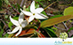 Sementes de Mangaba (Hancornia speciosa Gomes)