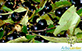 Sementes de Marmelo do Mato (Prunus sellowii Koehne)
