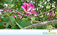 Sementes de MIX de Pata-de-Vaca-de-Flor-Roxa e Pata-de-Vaca-de-Flor-Branca  (Bauhinia purpurea L.;Bauhinia variegata var. candida Roxb.)