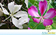 Sementes de MIX de Pata-de-Vaca-de-Flor-Roxa e Pata-de-Vaca-de-Flor-Branca  (Bauhinia purpurea L.;Bauhinia variegata var. candida Roxb.)