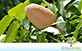 Sementes de Mógno Nacional (Swietenia macrophylla)