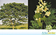 Sementes de Monjoleiro (Acacia polyphylla)