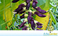 Mucuna Cinza (Mucuna pruriens (L.) DC. = Mucuna nivea (Roxb.) DC. Ex Wight e Arn.)