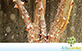 Sementes de Mulungu do Litoral (Erythrina speciosa)