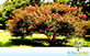 Sementes de Mulungu Suinã  (Erythrina crista-galli)