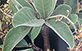 Sementes de Murici Pequeno (Byrsonima verbacifolia (L.) Rich)