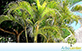 Sementes de Palmeira Areca Bambu (Dypsis lutescens)