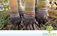 Sementes de Palmeira Areca Bambu (Dypsis lutescens)