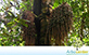 Sementes de Palmeira Bacaba  (Oenocarpus bacaba)