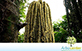 Sementes de Palmeira Cariota  (Caryota urens)
